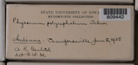 Physarum polycephalum image